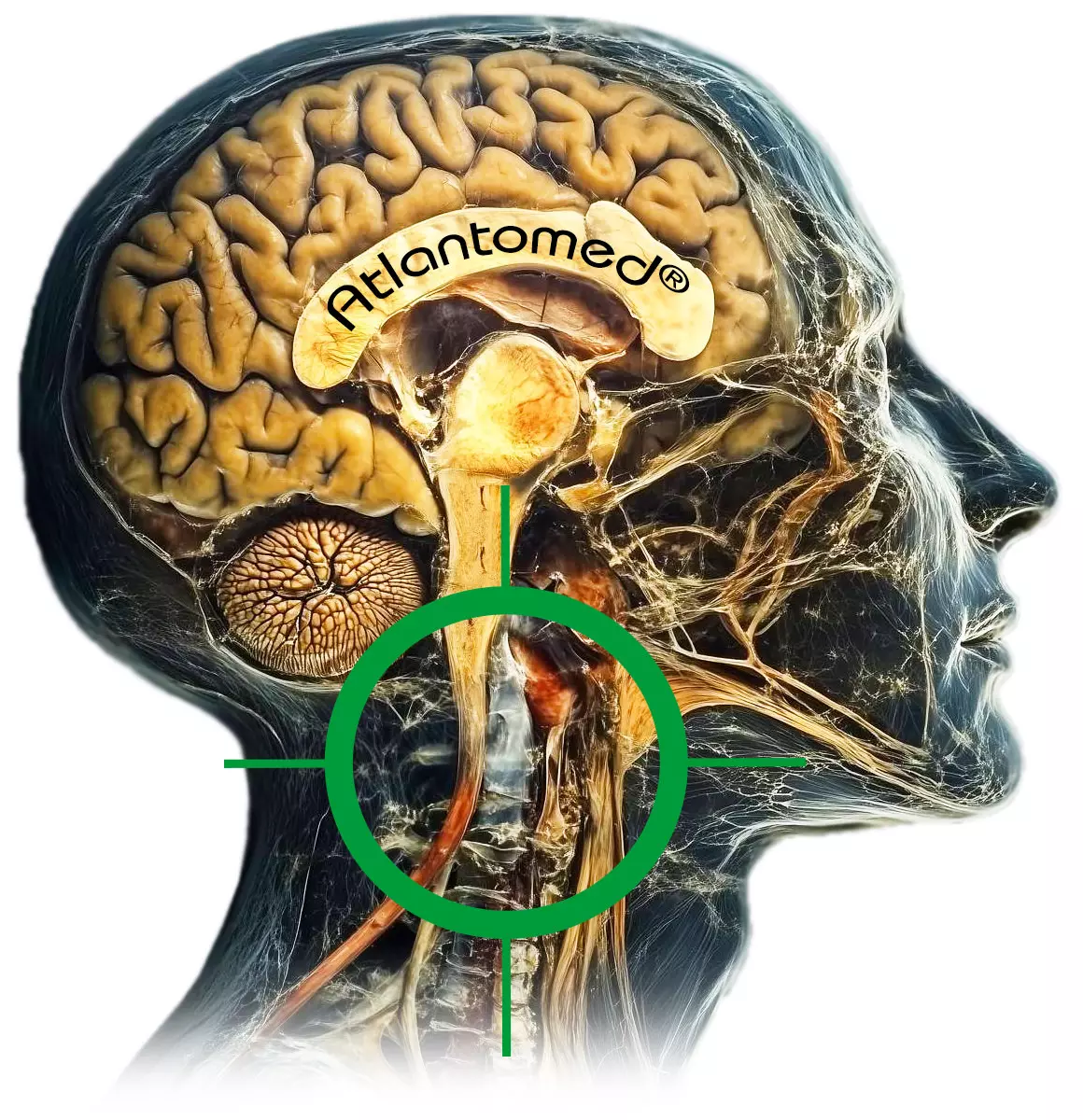 Kraniocervikale Anatomie