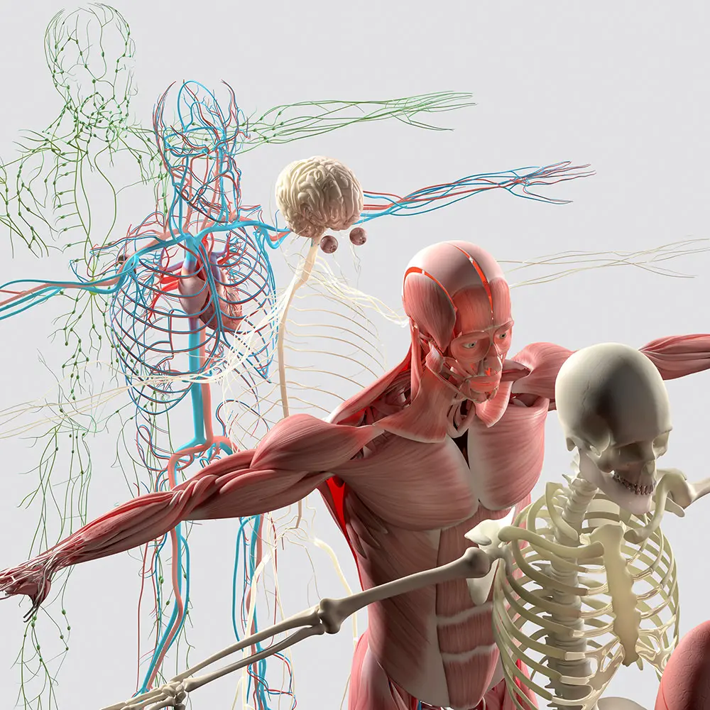 Skelettsystem, Muskelsystem, Nervensystem, Kreislaufsystem und Lymphsystem Skelettsystem, Muskelsystem, Nervensystem, Kreislaufsystem und Lymphsystem