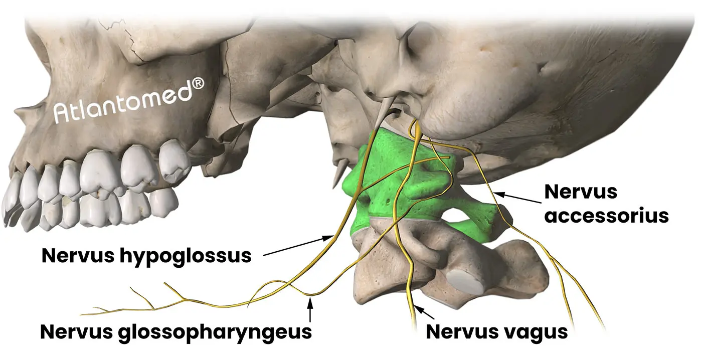 Akzessorischer Nerv, Glossopharyngeus-Nerv, Vagusnerv, Hypoglossus-Nerv und Atlasfehlstellung