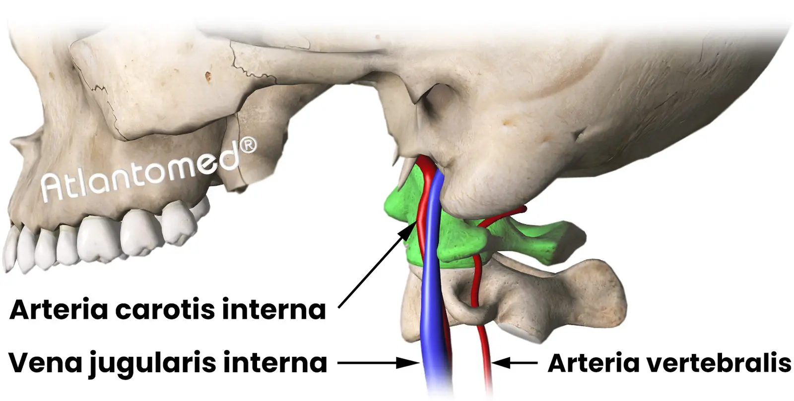 Halsschlagader, Drosselvene, Vertebralarterie in Bezug auf den Atlaswirbel Halsschlagader, Drosselvene, Vertebralarterie in Bezug auf den Atlaswirbel